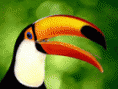 /album/galeria-de-fotos-pagina-inicial/tucano-gif1/