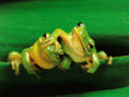 /album/galeria-de-fotos-pagina-inicial/anfibios-imagens-gif1/