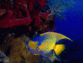 /album/galeria-de-fotos-pagina-inicial/aquaticos-imagens-gif1/