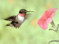 /album/galeria-de-fotos-pagina-inicial/aves-imagens-gif1/