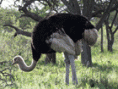 /album/galeria-de-fotos-pagina-inicial/avestruz-gif1/