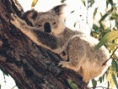 /album/galeria-de-fotos-pagina-inicial/coala-gif1/