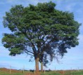 /album/galeria-de-fotos-pagina-inicial/copaiba1-jpg1/